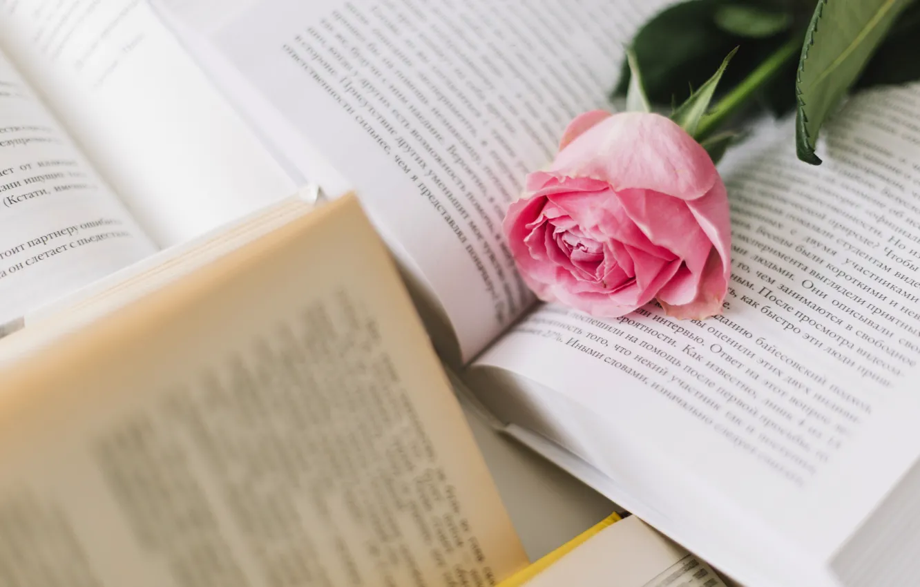 Фото обои цветок, розовый, роза, книги, бутон, rose, flower, pink