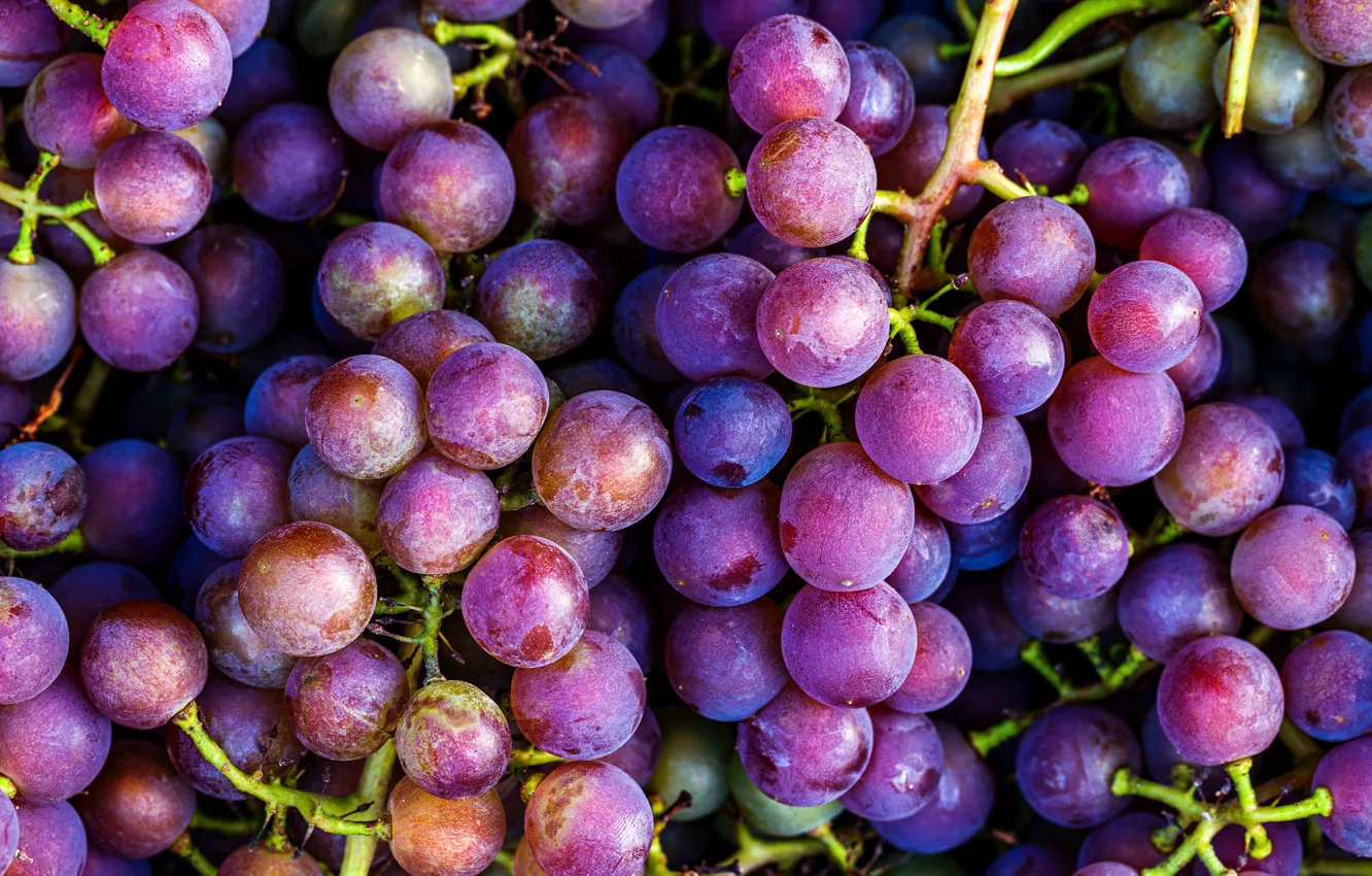 Фото обои фиолетовый, макро, сиреневый, виноград, много, гроздь винограда