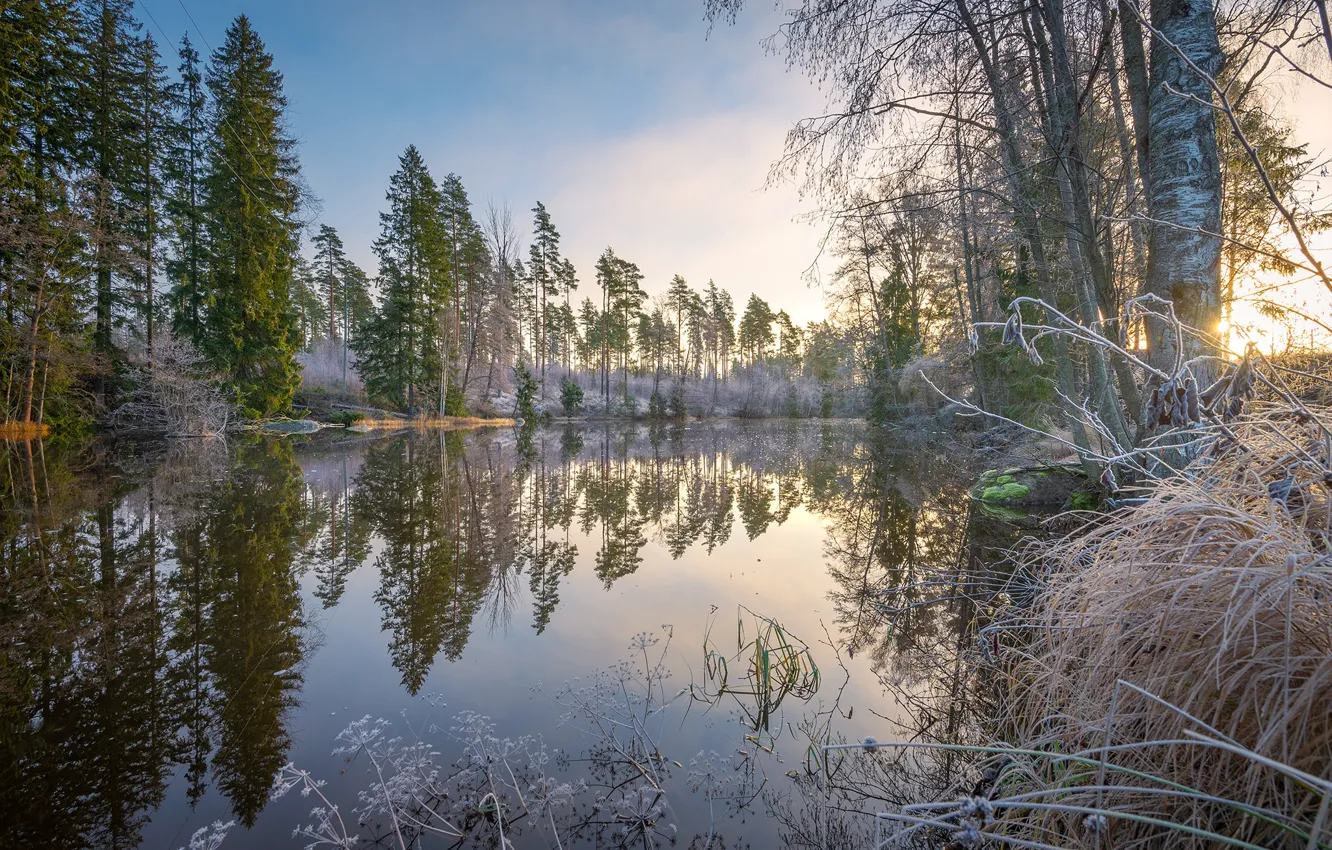 Фото обои лес, небо, вода, солнце, деревья, отражение, река, кусты