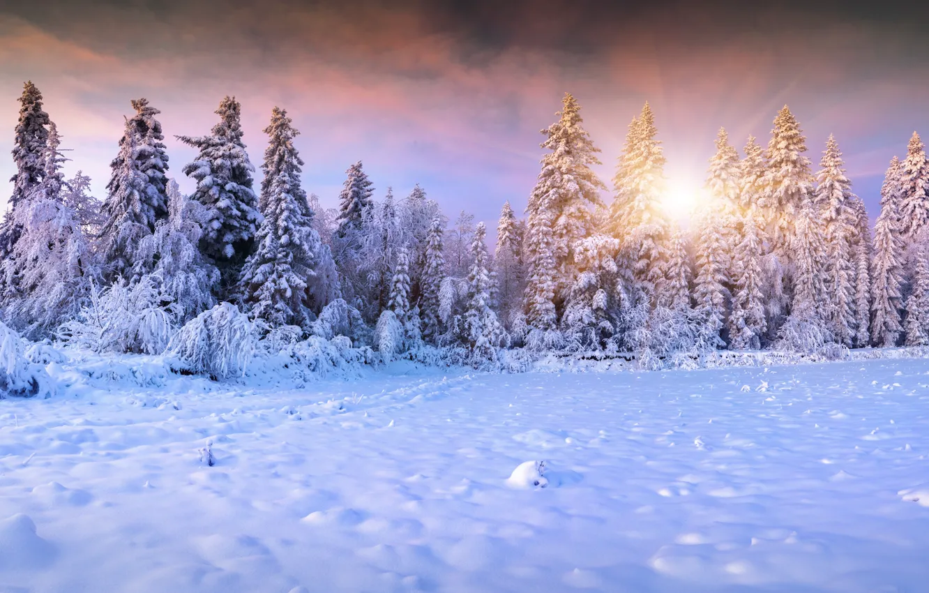 Фото обои зима, солнце, снег, елки, landscape, winter, snow