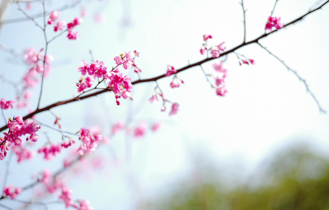 Фото обои flower, sakura, spring