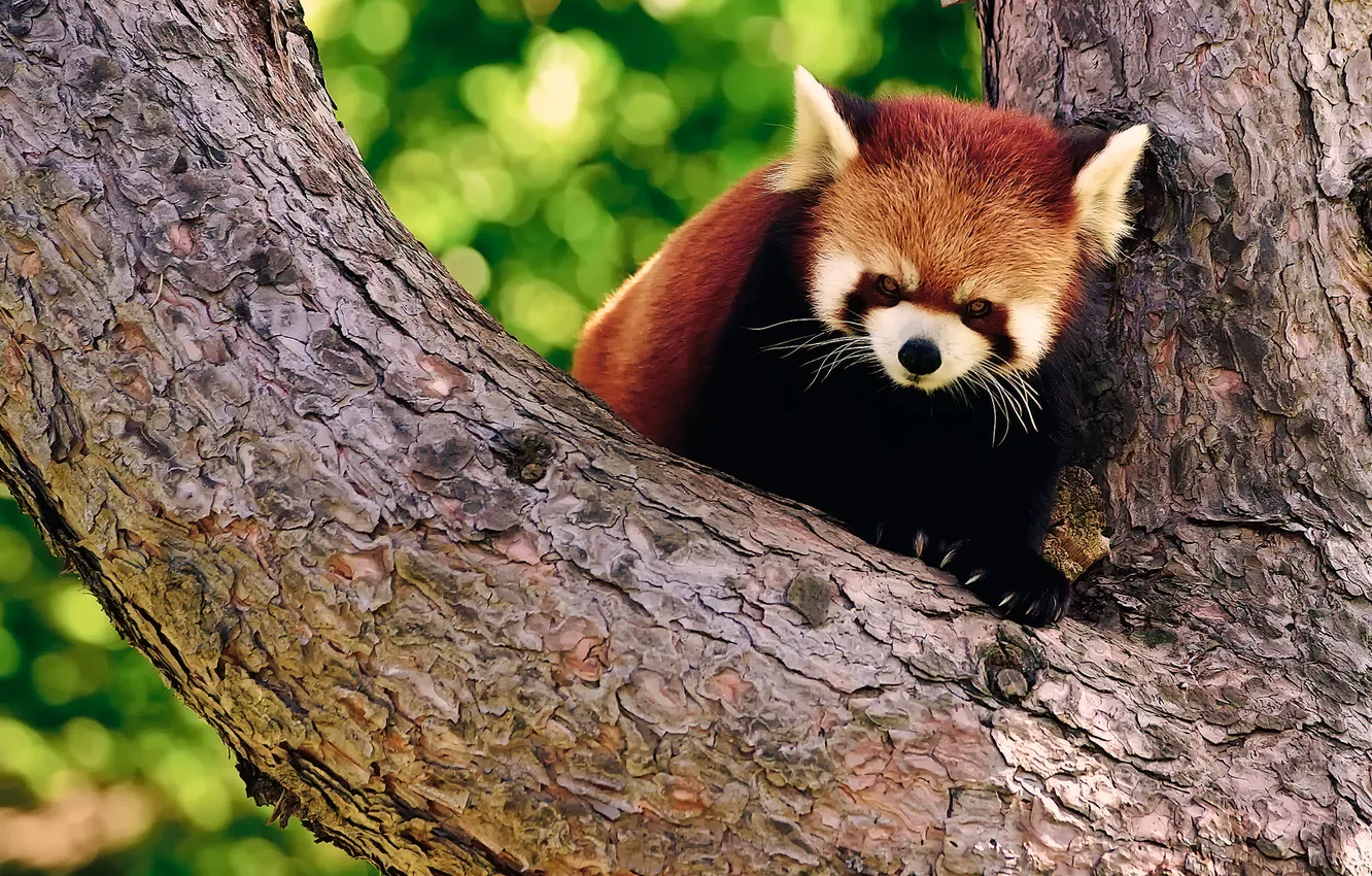 Фото обои дерево, панда, кора, firefox, красная, боке, злая, малая