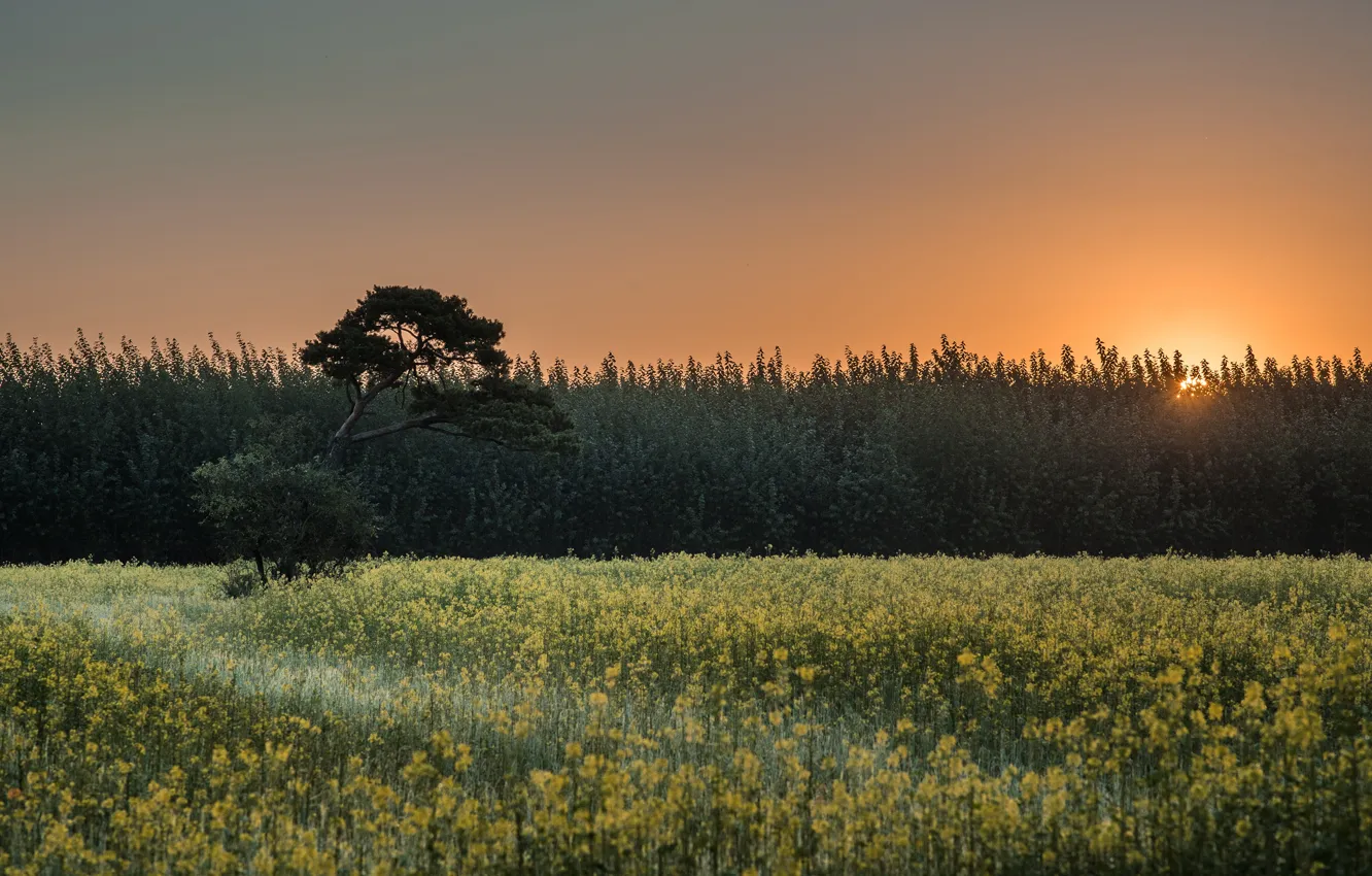 Фото обои поле, лето, небо, солнце, лучи, свет, деревья, закат
