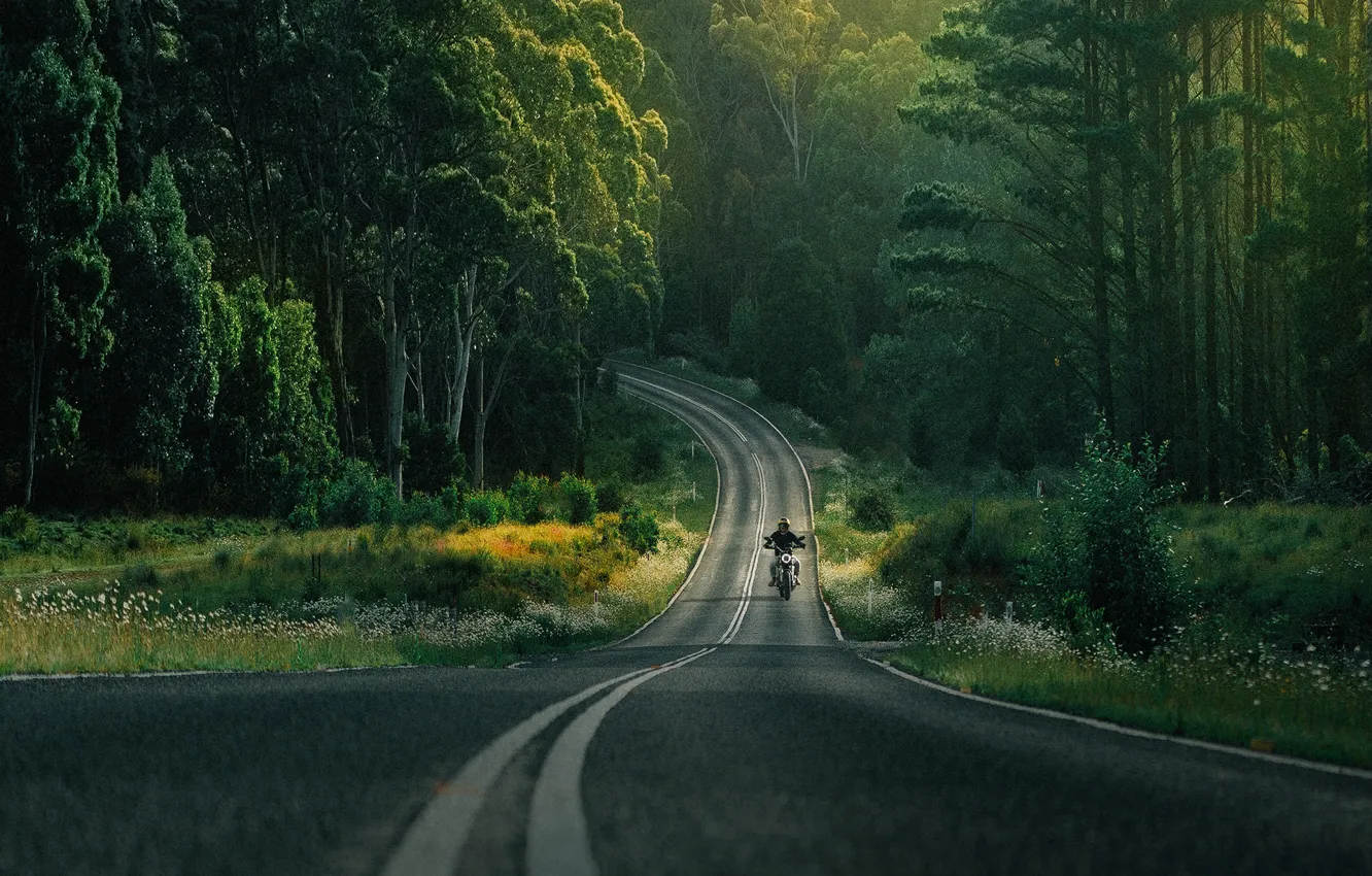 Фото обои дорога, лес, цветы, транспорт, Dukati