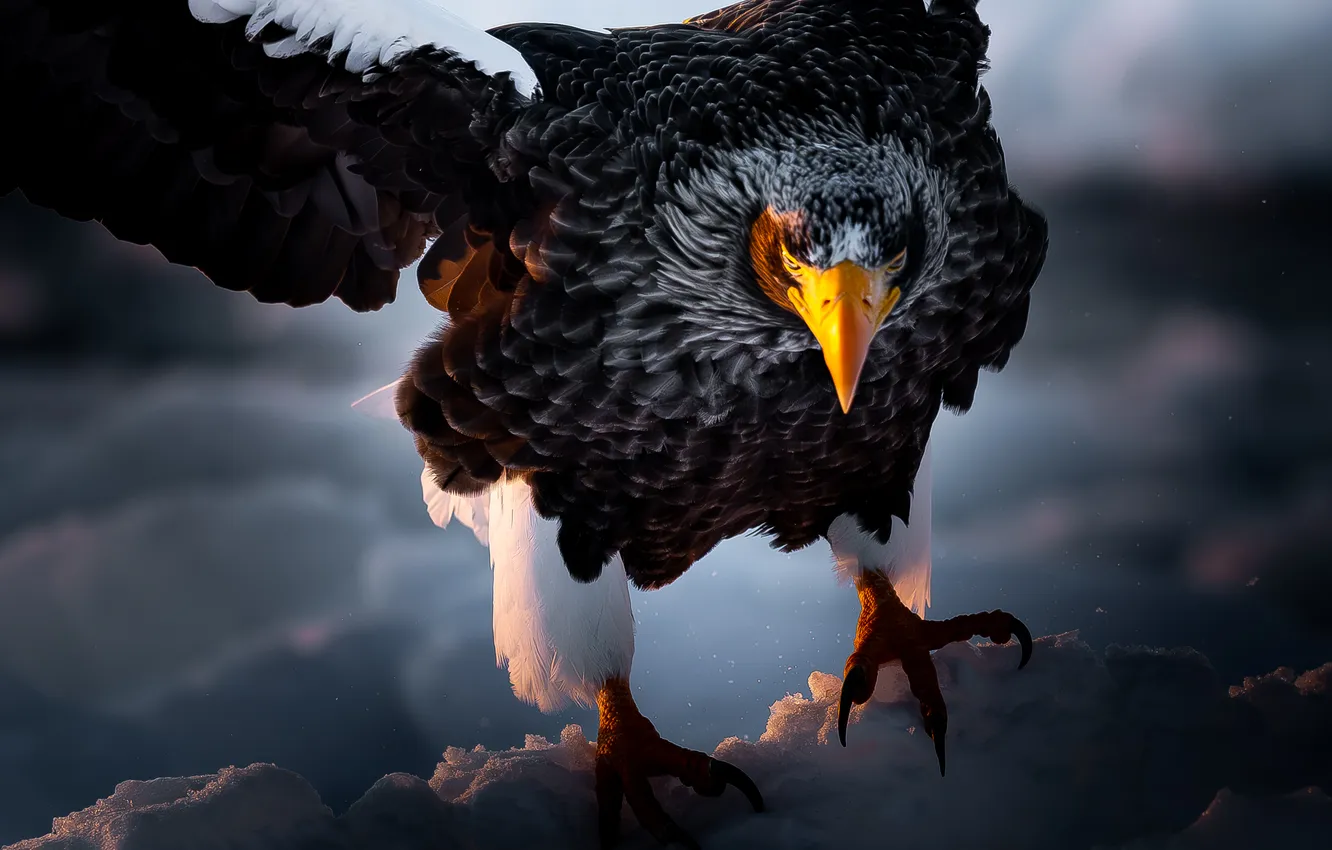 Фото обои feathers, eagle, majesty