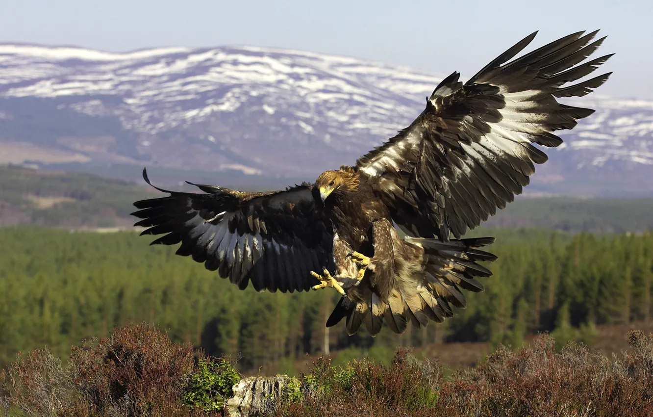 Фото обои птица, крылья, хищник, полёт, Золотой орел, Golden Eagle