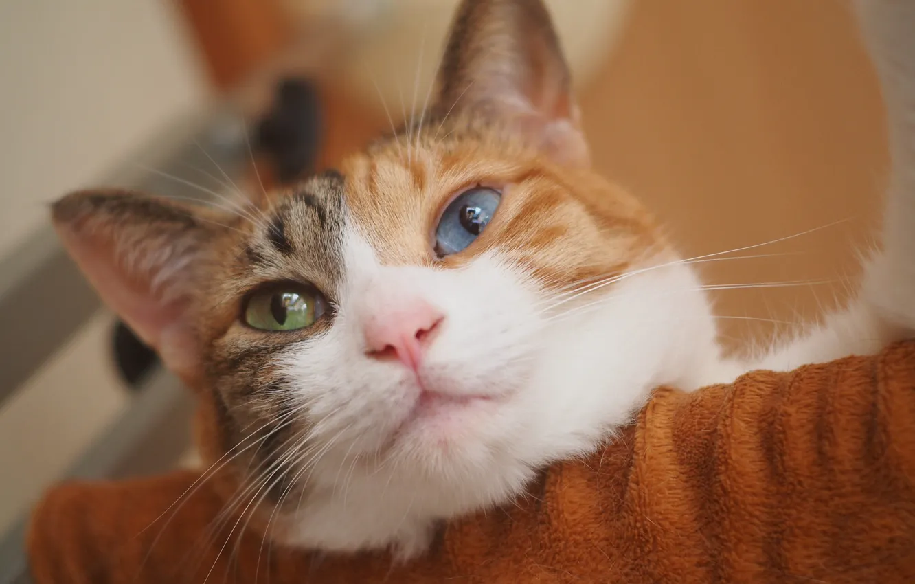 Фото обои кошка, взгляд, мордочка, котейка