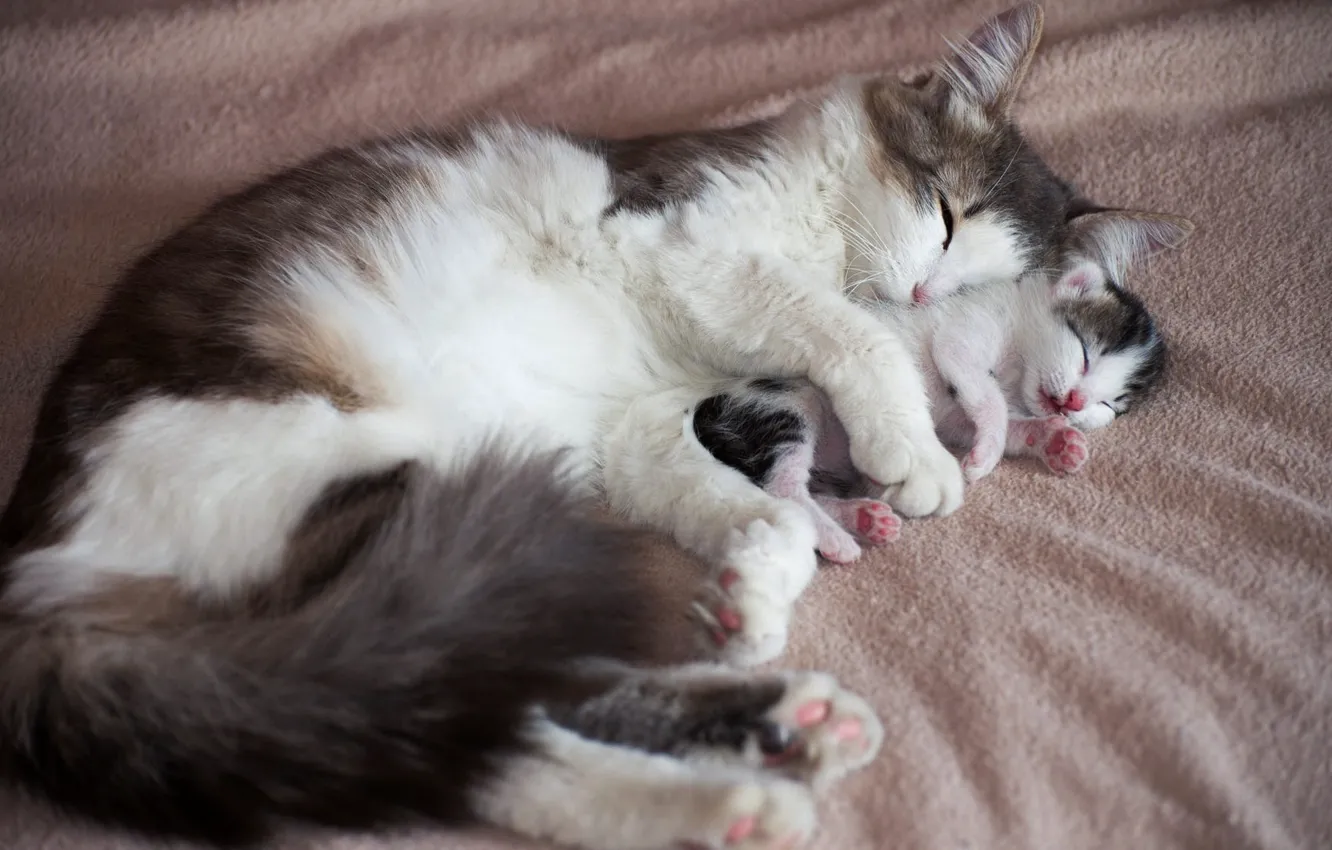 Фото обои кошка, любовь, котенок, фон, кровать, сон, маленький, малыш