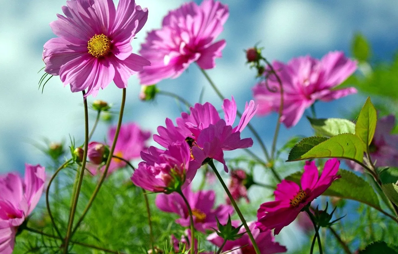 Фото обои небо, цветы, розовый, космея