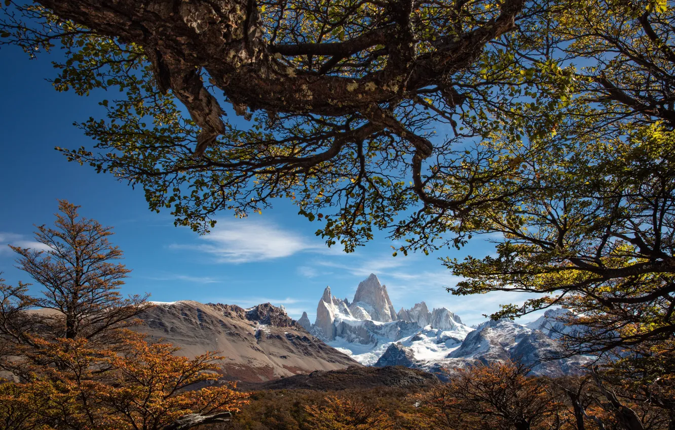 Фото обои деревья, горы, ветки, Argentina, Аргентина, Patagonia, Патагония, Патагонские Анды
