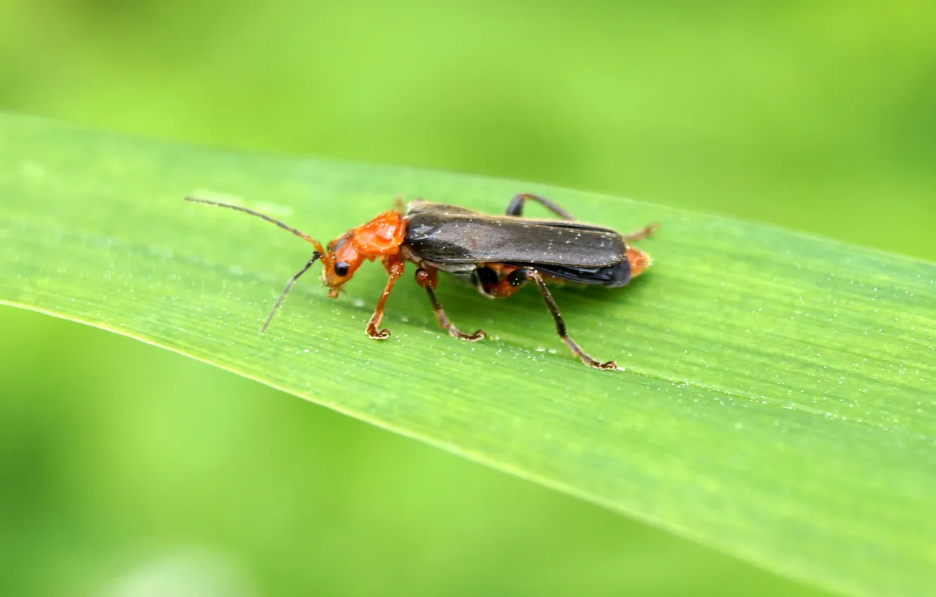 Фото обои насекомые, природа, жук, beetle, жук-пожарник