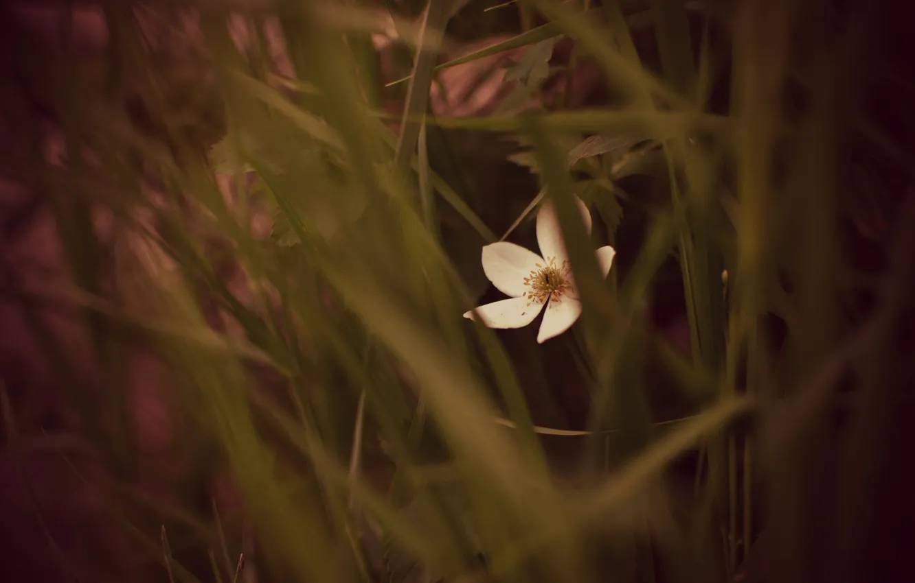 Фото обои цветок, трава, лепестки