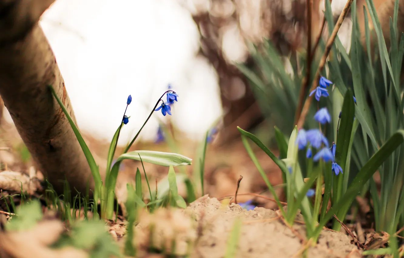 Фото обои трава, цветы, лепестки, синие