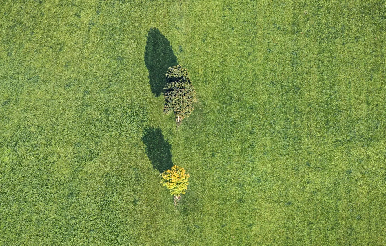Фото обои grass, trees, field, shadows, sunny