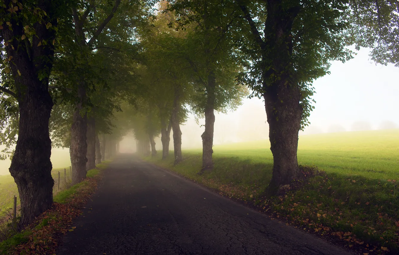 Фото обои дорога, трава, асфальт, свет, деревья, туман, путь, листва