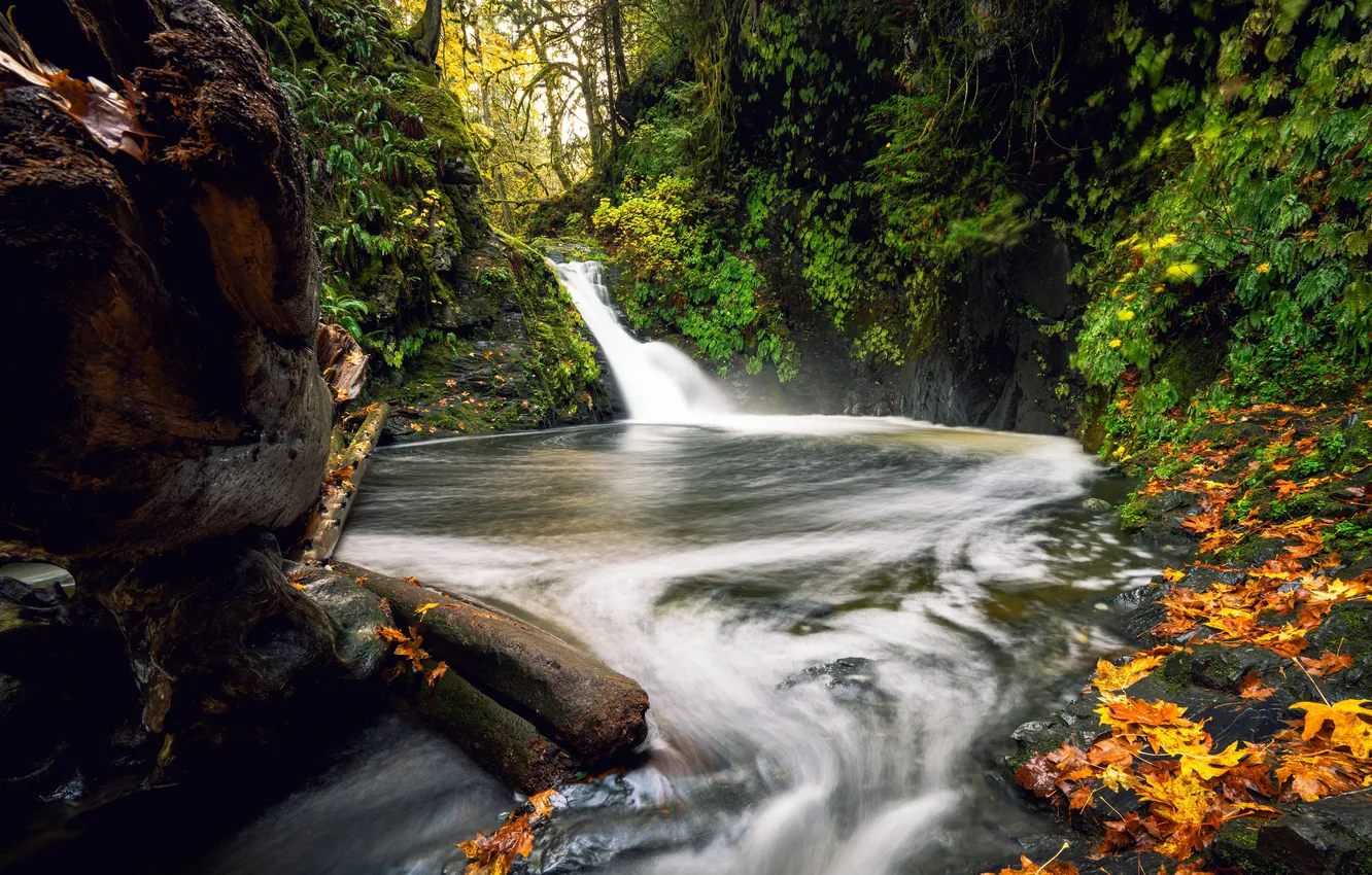 Фото обои Канада, Canada, Британская Колумбия, Джангл-Ривер, Jungle River, Провинциальный парк Голдстрим, Goldstream Provincial Park