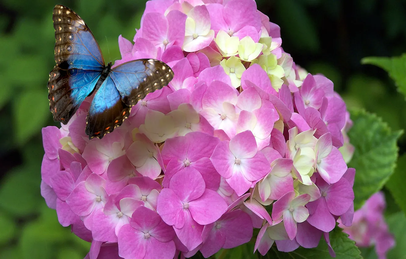Фото обои butterfly, flowers, spring, bloom, hydrangea