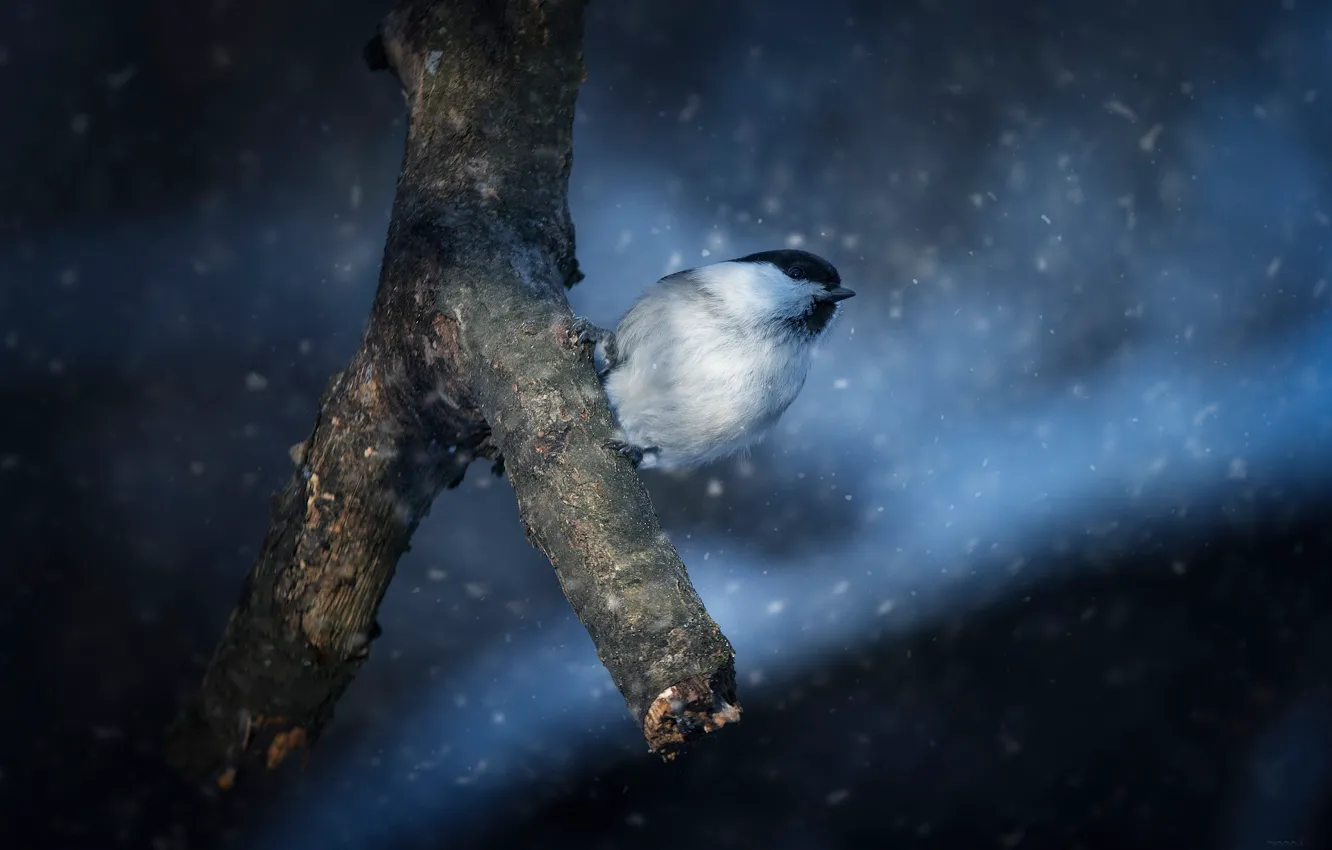 Фото обои снег, птица, ветка