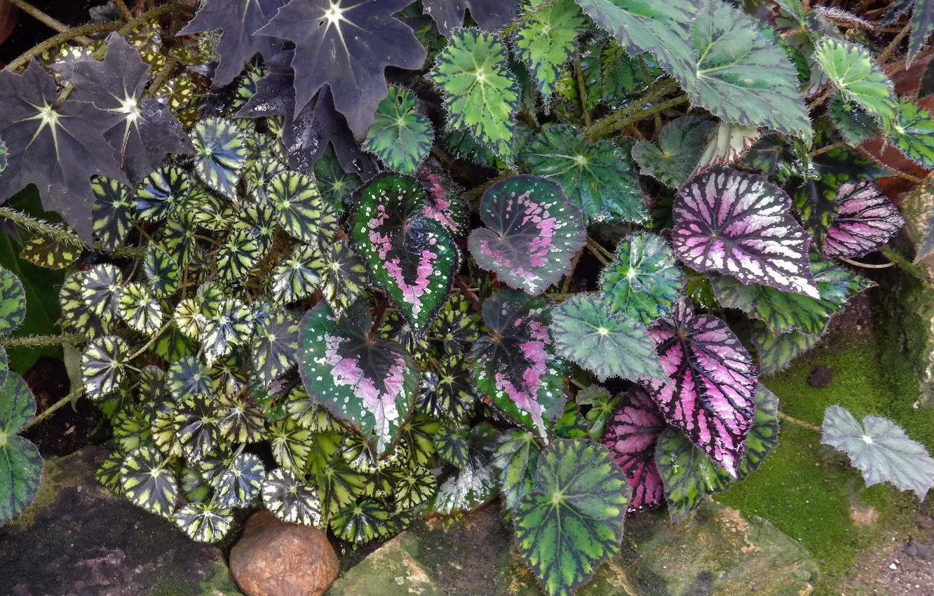 Фото обои цветы, widescreen, обои, растение, wallpaper, широкоформатные, background, обои на рабочий стол