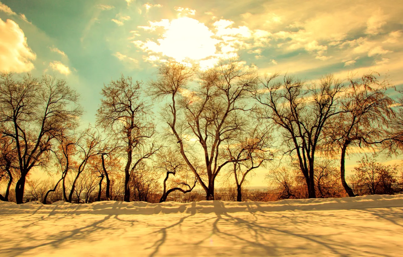 Фото обои зима, небо, солнце, свет, снег, деревья