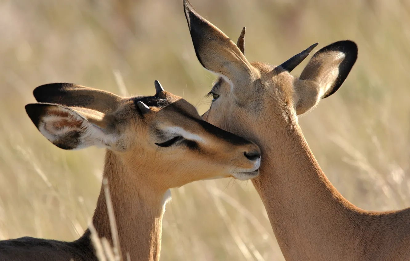 Фото обои чувства, изящность, антилопы, милые, импала