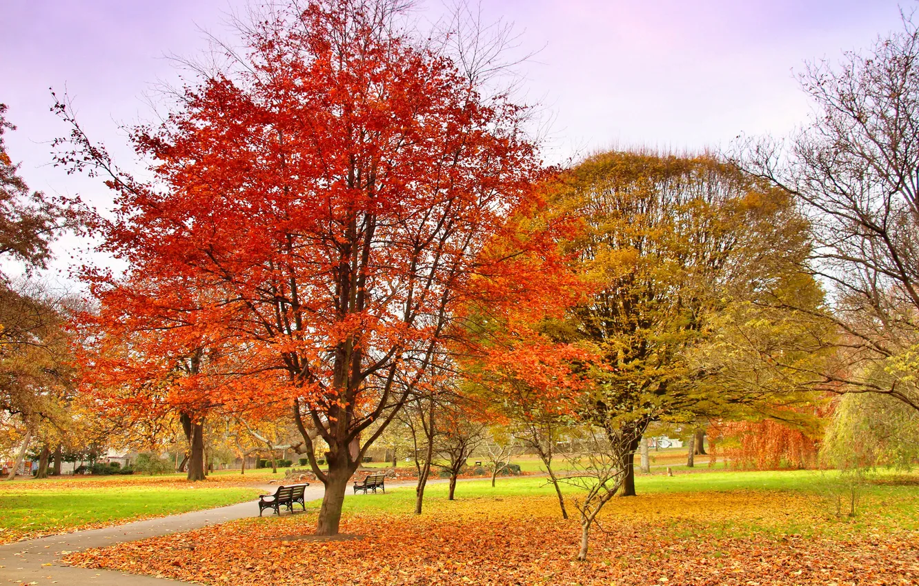 Фото обои осень, небо, деревья, парк, дорожка, скамья