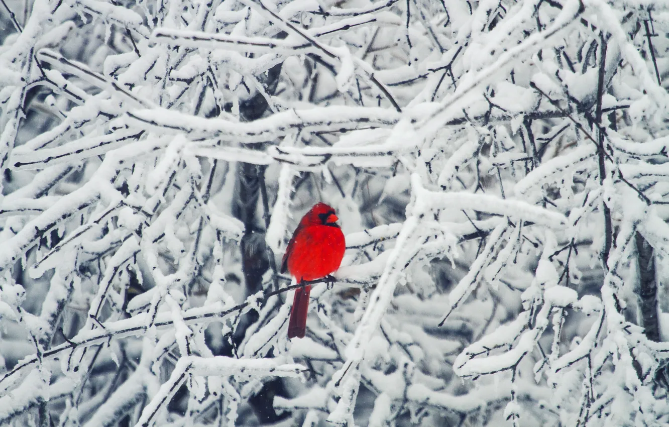 Фото обои зима, снег, ветки, дерево, птичка