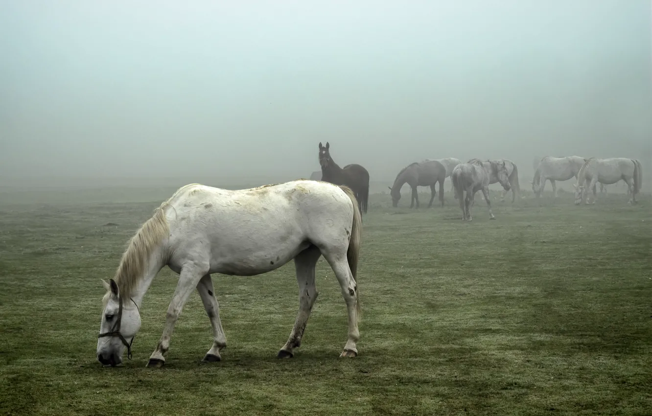 Фото обои field, horses, foggy