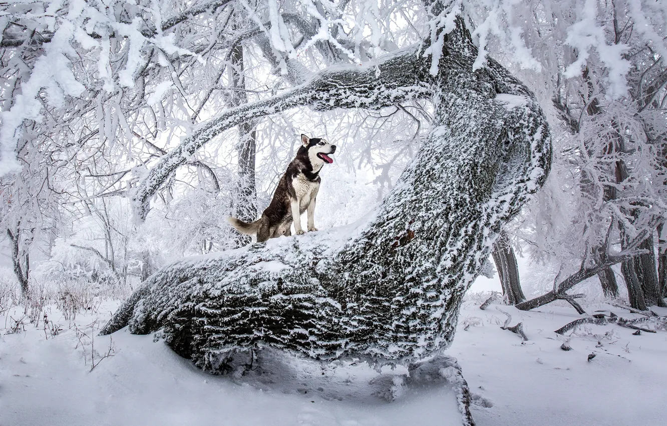 Фото обои зима, лес, снег, деревья, природа, собака, хаски