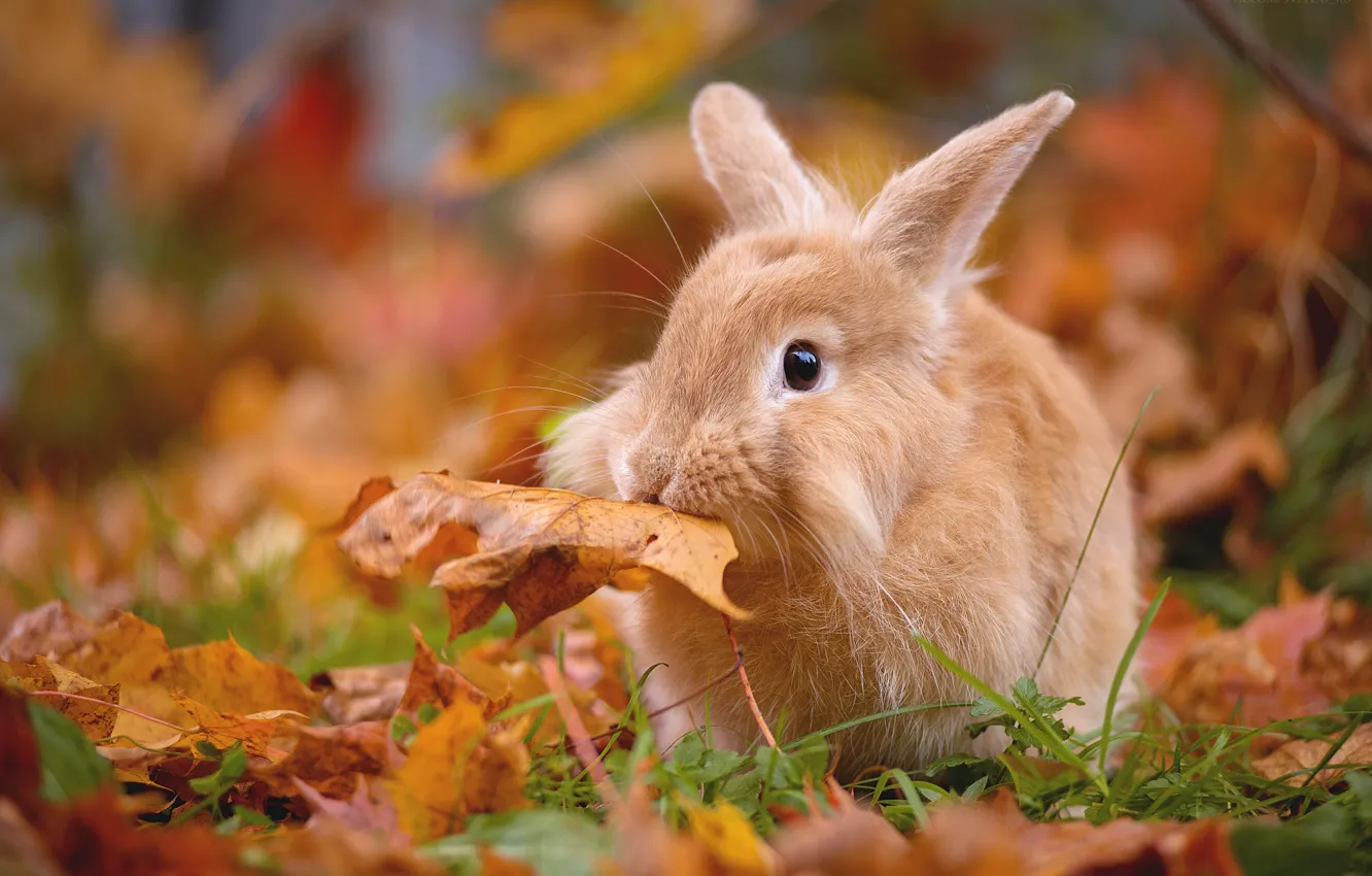 Фото обои осень, листья, листва, кролик, листик