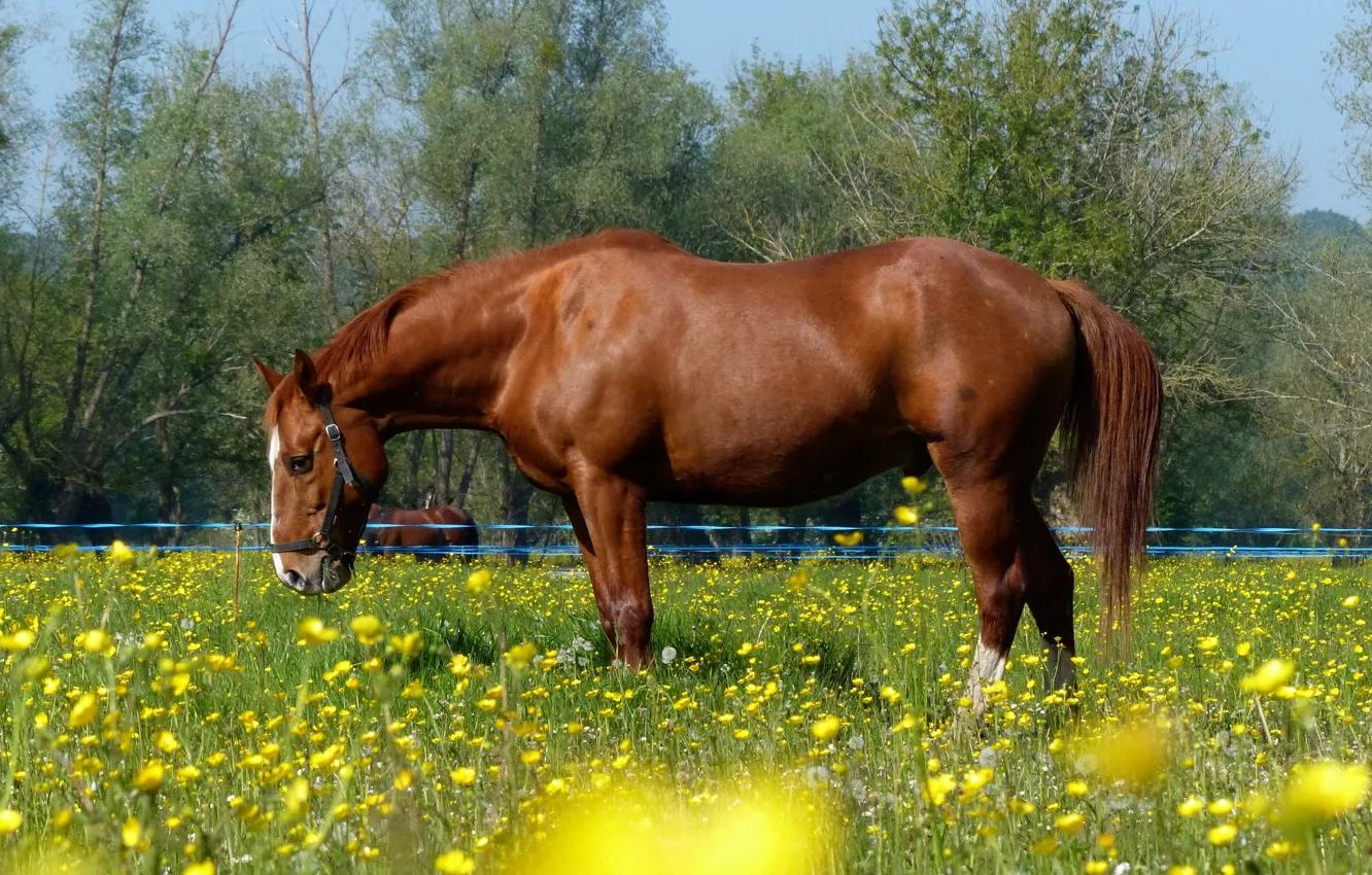 Фото обои цветы, лошадь, луг