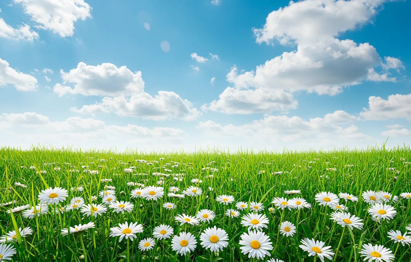 Фото обои поле, небо, трава, облака, обои, ромашки, wallpaper, grass