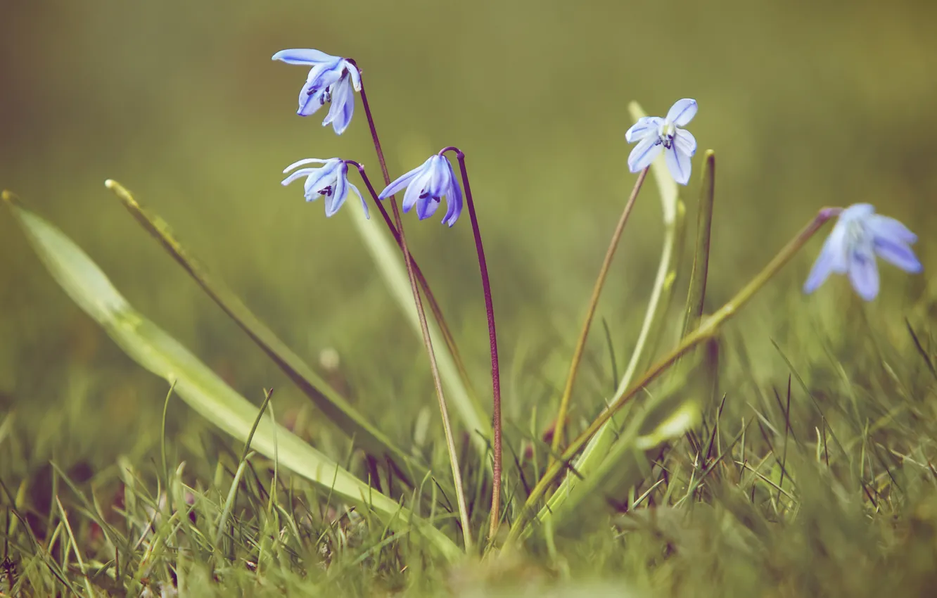 Фото обои трава, макро, природа, весна, первоцвет, подснежник, пролески