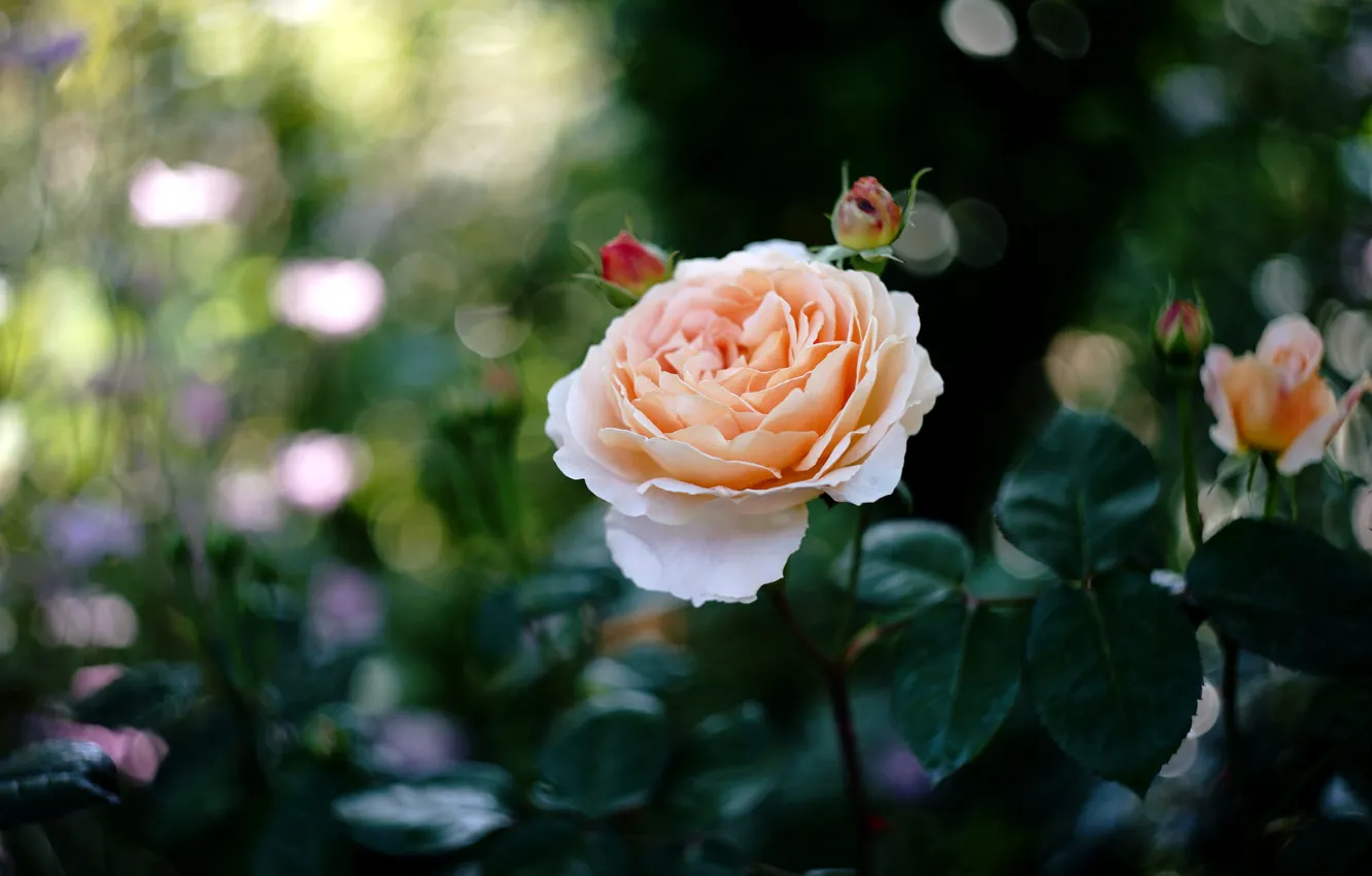 Фото обои роза, красавица, кремовая