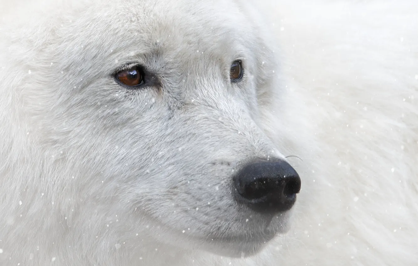 Фото обои взгляд, снег, животное, карие глаза, белый волк