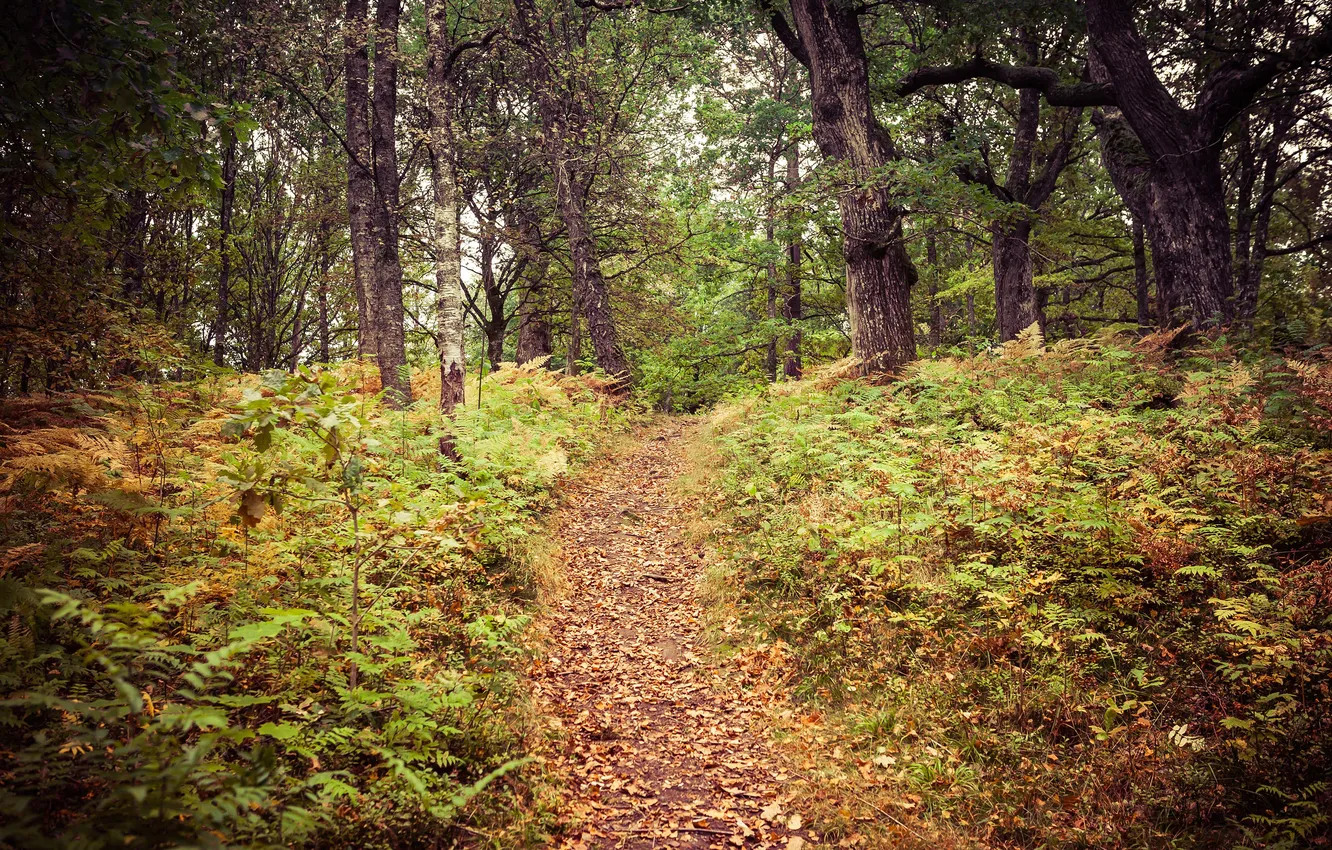 Фото обои осень, лес, листья, деревья, путь