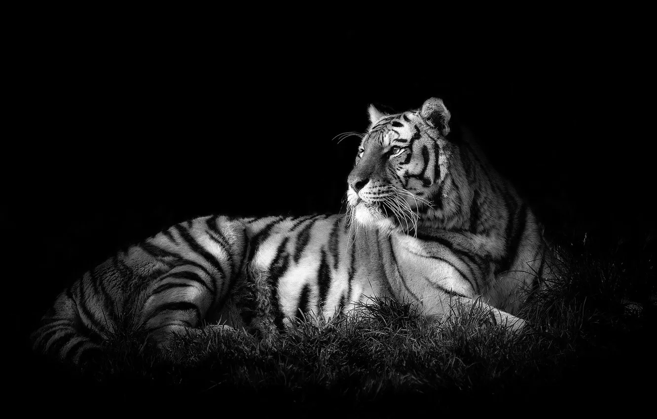 Фото обои кошка, тигр, хищник