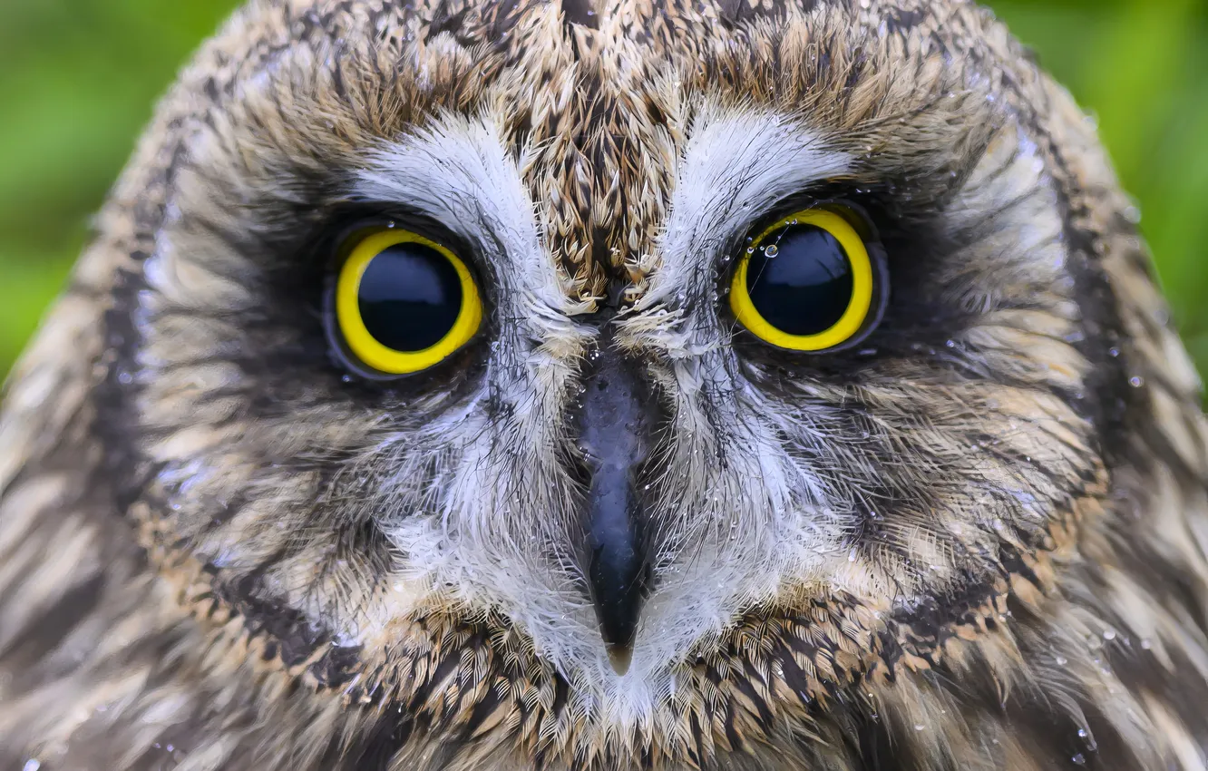 Фото обои bird, eyes, predator, look, owl