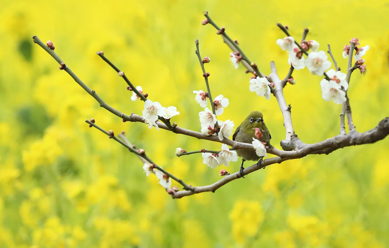 Фото обои цветы, ветки, птица, весна, японская белоглазка