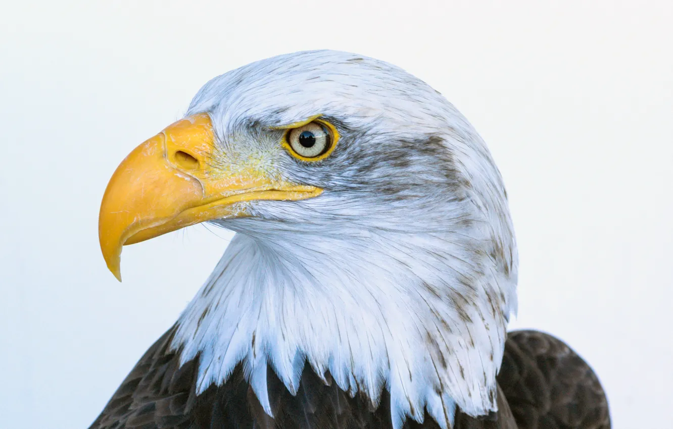 Фото обои клюв, белоголовый орлан, bald eagle