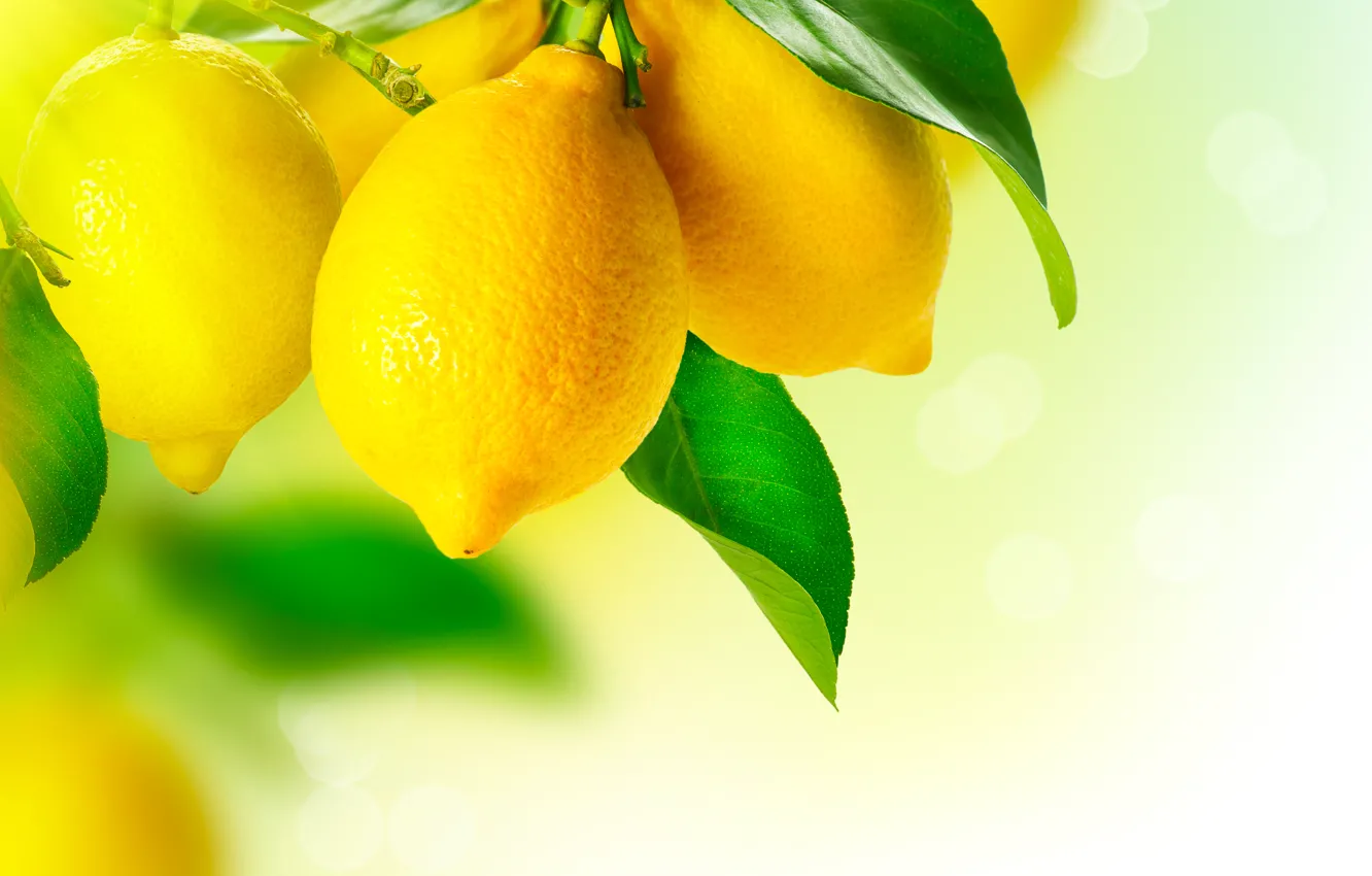 Фото обои lemon, yellow, fruit, plant