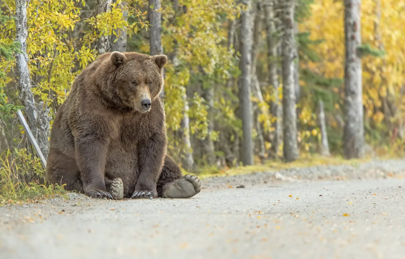 Фото обои природа, фон, медведь