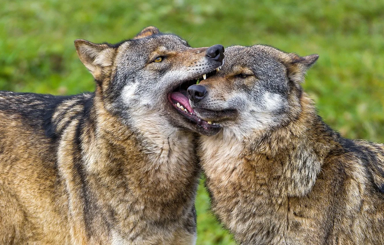 Фото обои nature, predator, animal, wolf, wildlife, portrait, portrait., Canis lupus. face