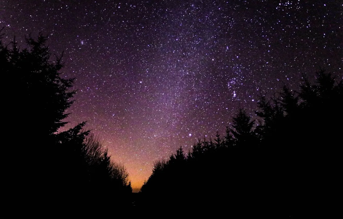 Фото обои лес, небо, звезды, силуэт