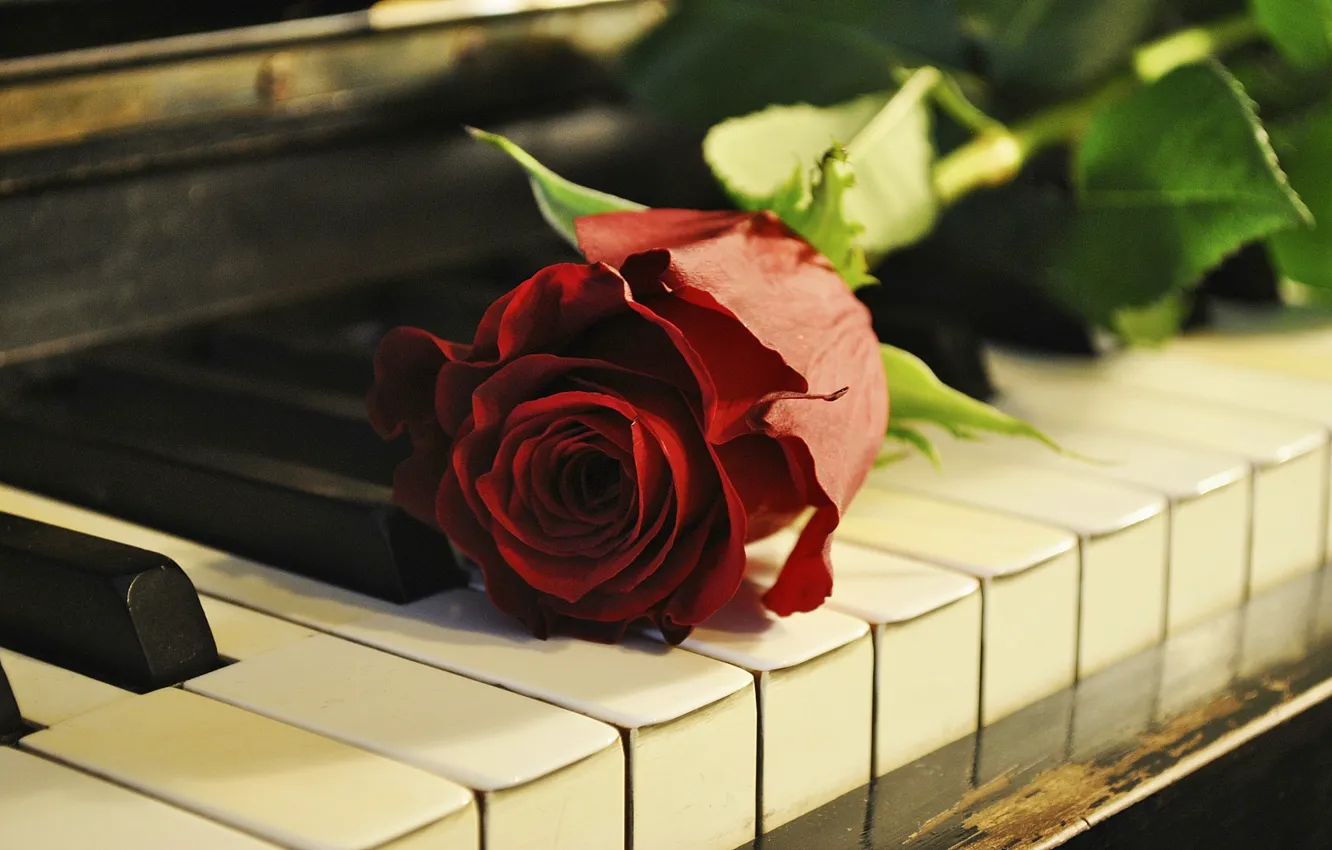 Фото обои цветок, роза, рояль, клавиши, пианино