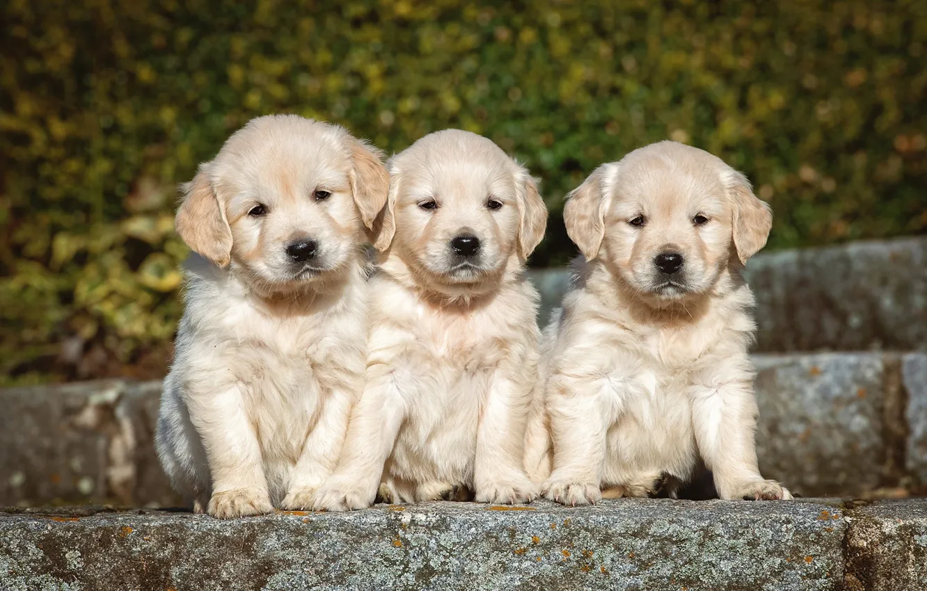 Фото обои собаки, фон, щенки, щенок, ступени, белые, малыши, трио