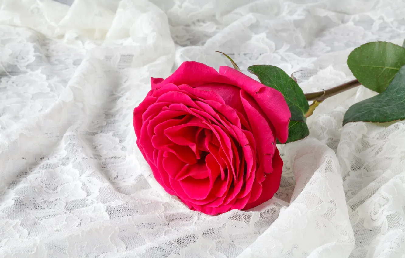 Фото обои цветок, фон, роза, ткань