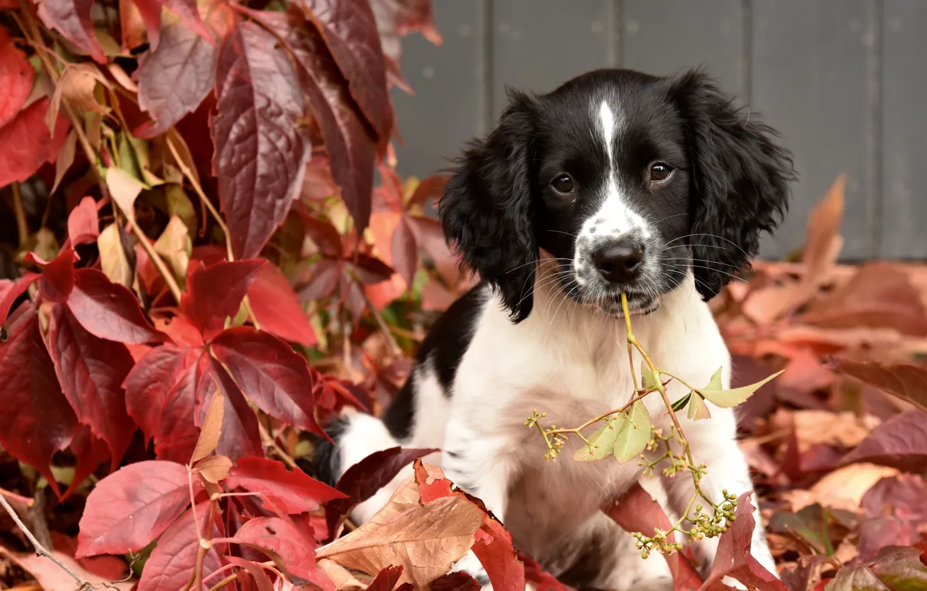 Фото обои осень, листья, щенок, пёсик, Английский спрингер-спаниель