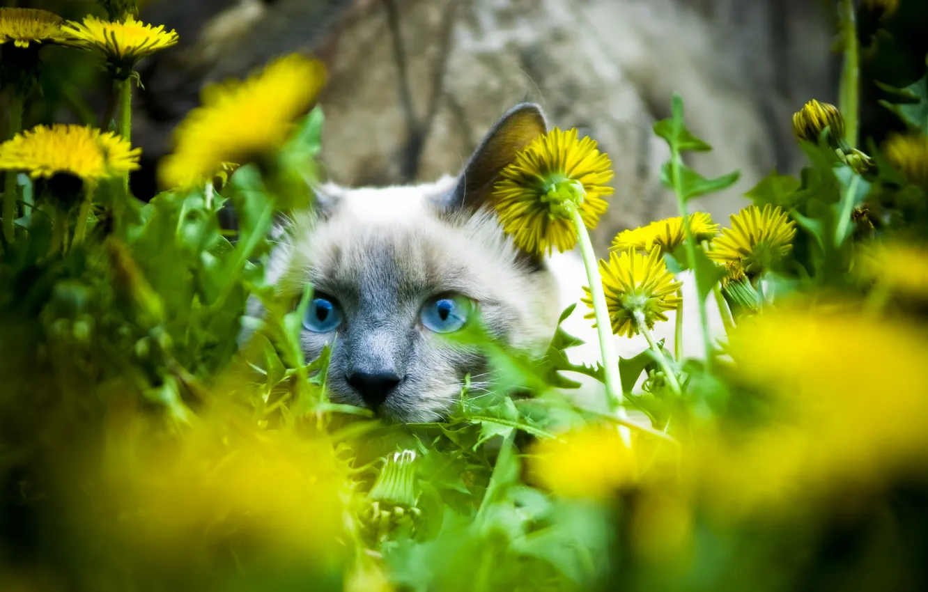 Фото обои кошка, кот, взгляд, морда, цветы, одуванчики