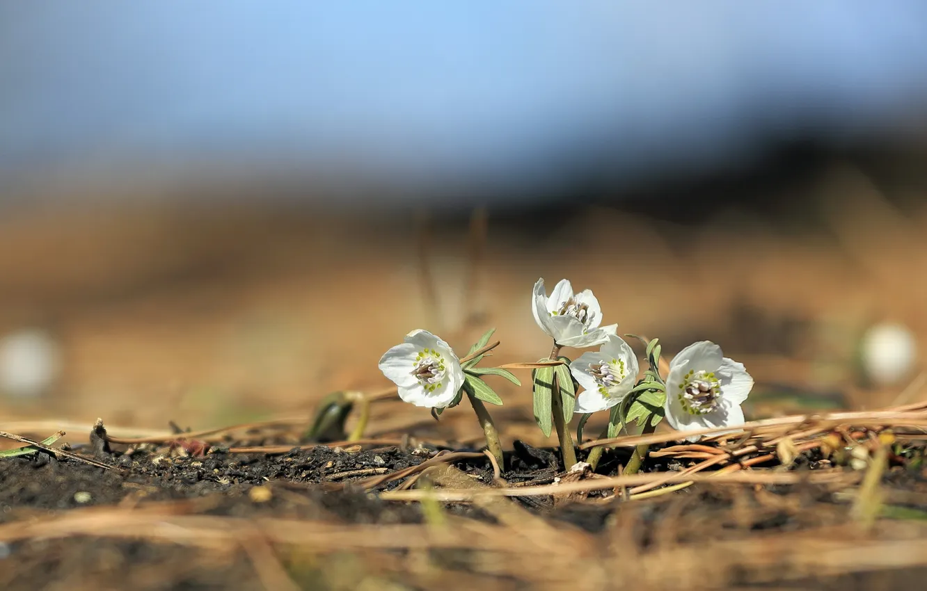 Фото обои white, low angle, tiny flowers
